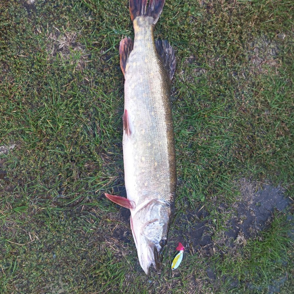 став в Пробіжній