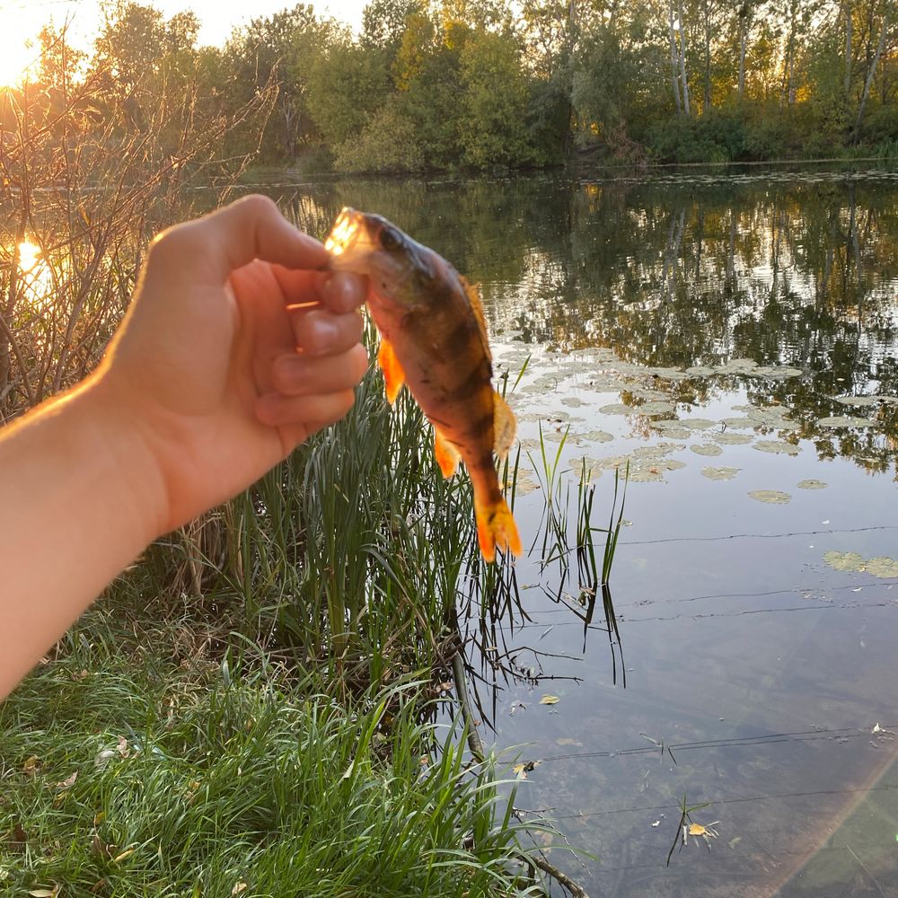 Річка Ворскла 