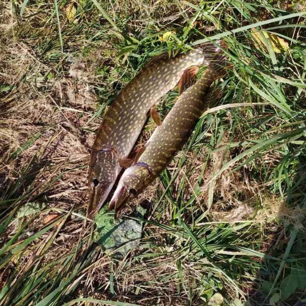 Р. Самара 