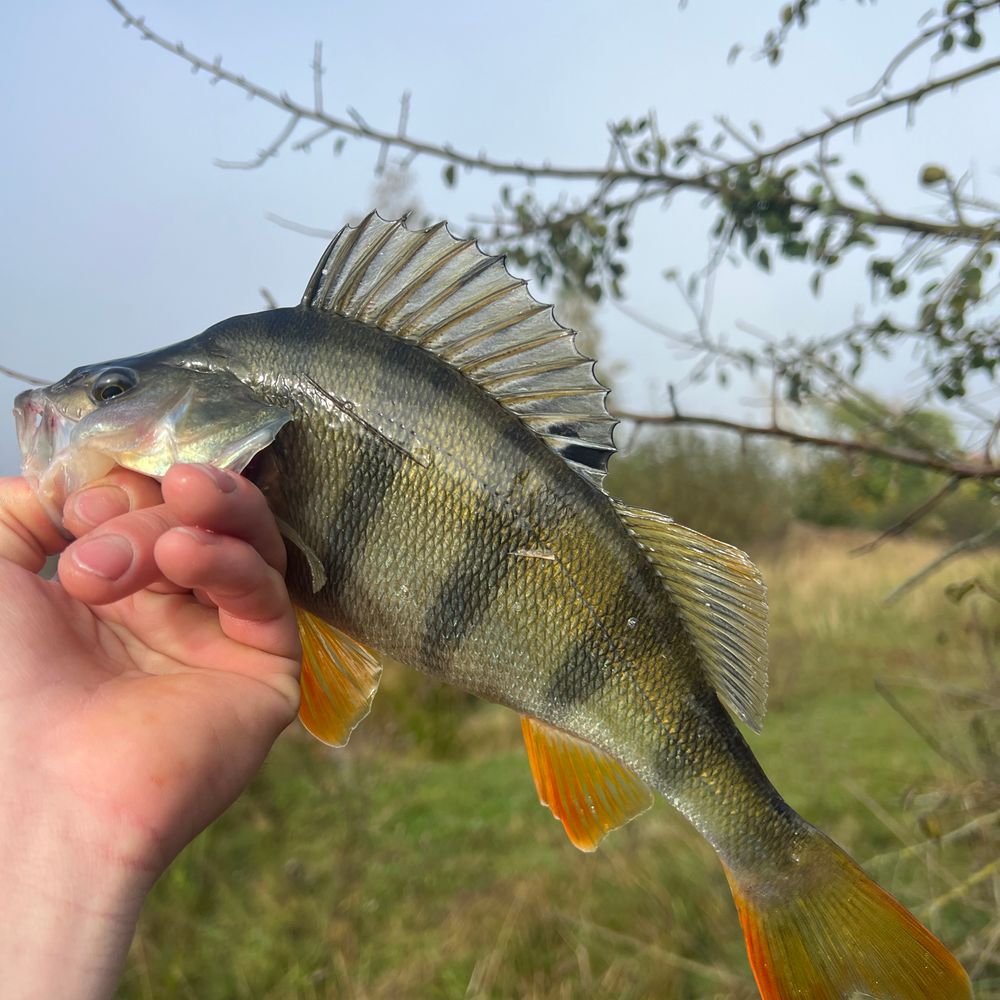 Річка Хомора 
