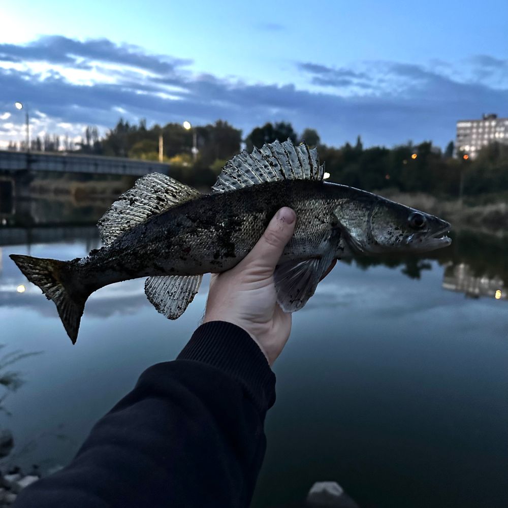 Саксагань