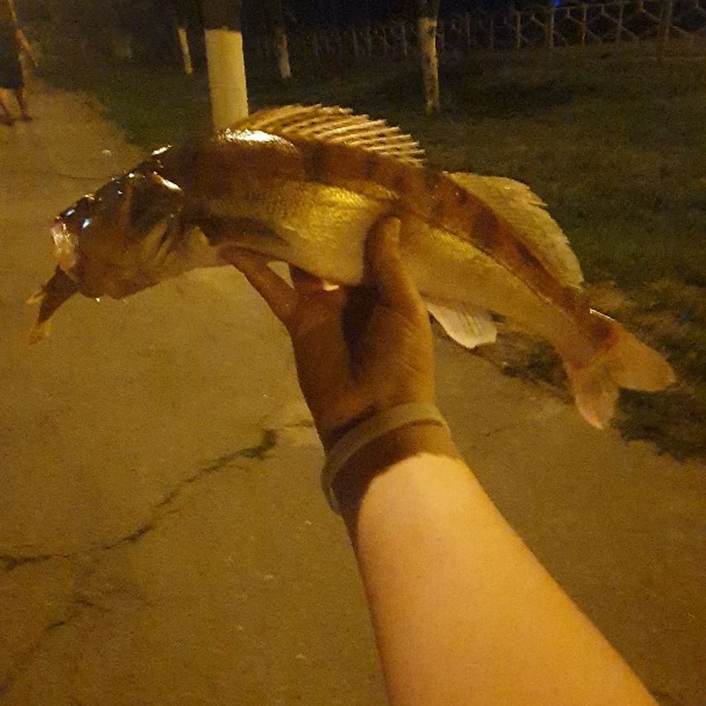 риболовля на спартаку 