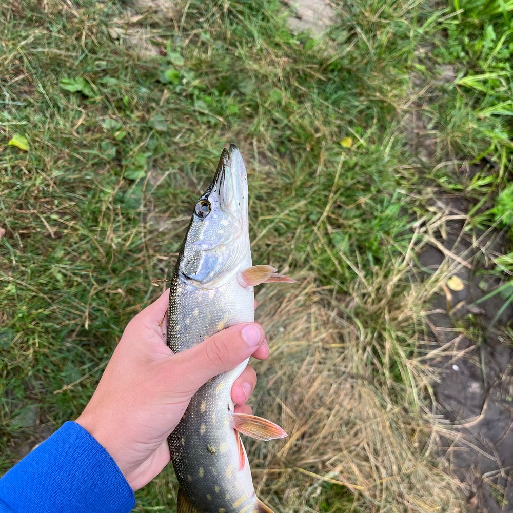 Pike