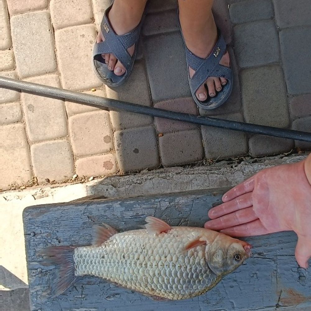 Рокитне, Київська область 