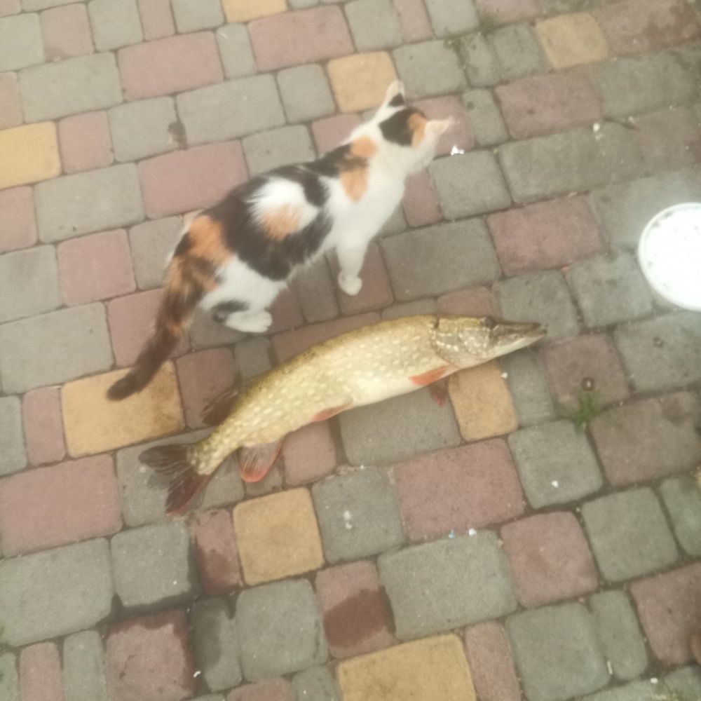 Р.Хомора