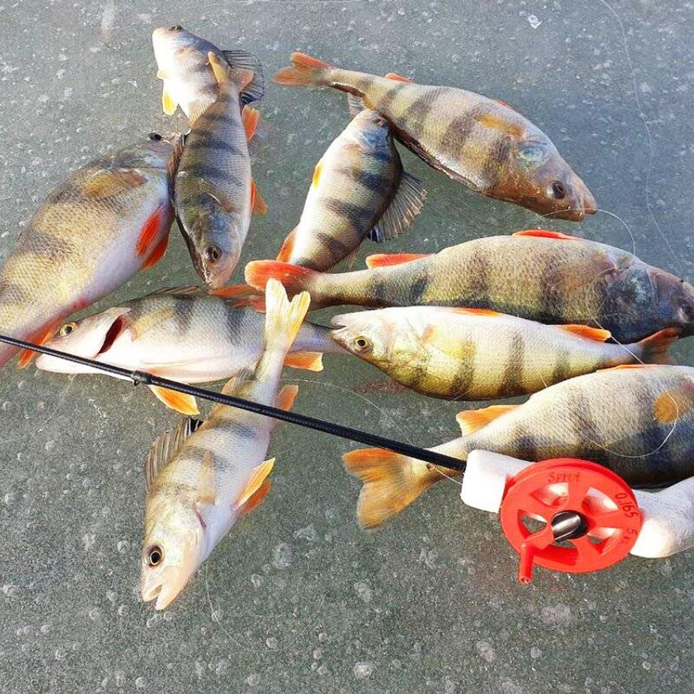 стрийський