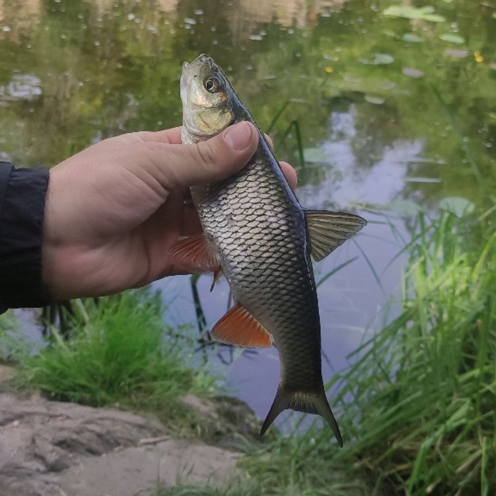 Село чмирівка річка Кам'янка