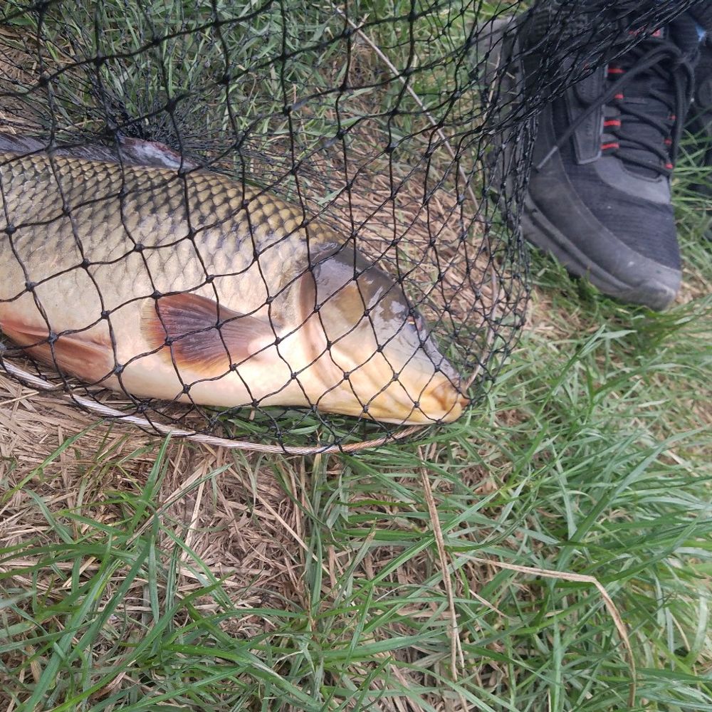fish 