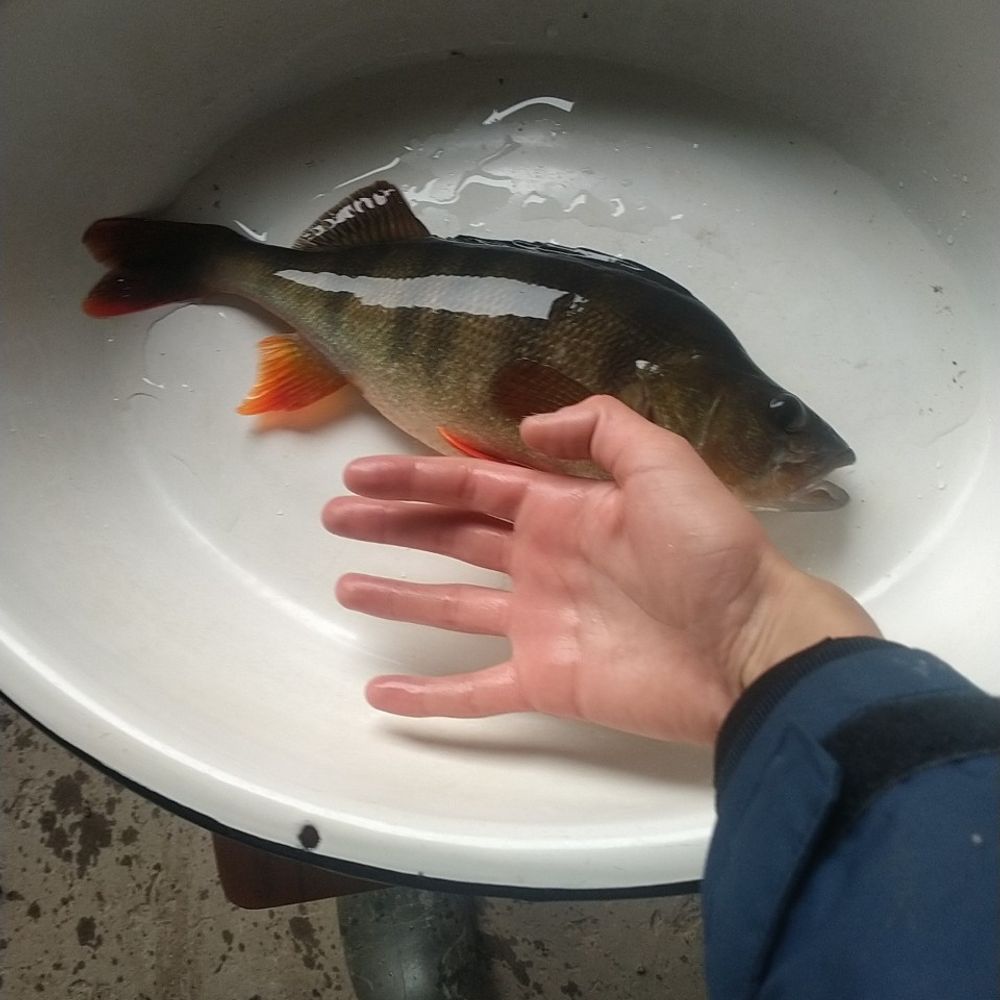 Сільська 