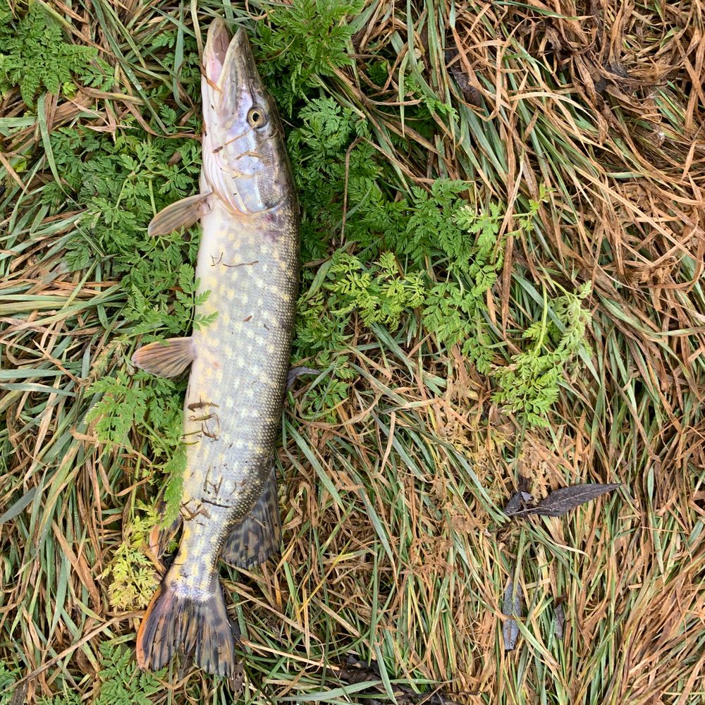 aquamarinfishingclub