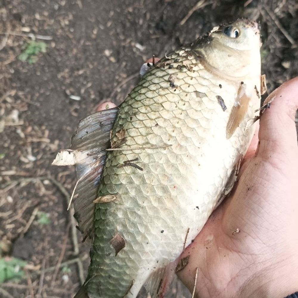 Домаха