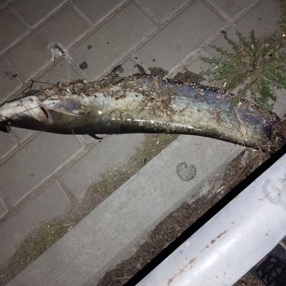 тяжик