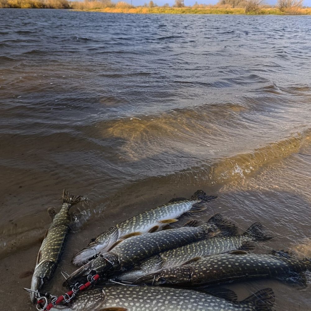 Віть