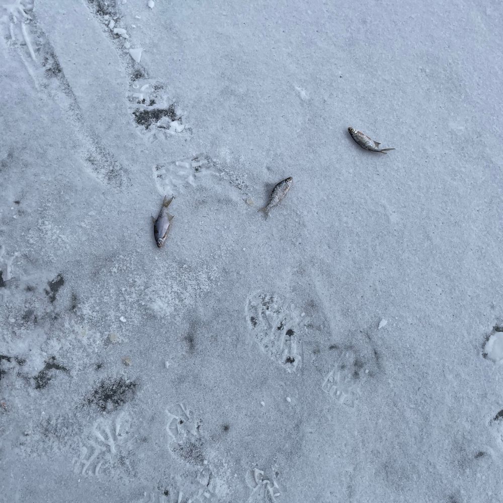 Жабʼяче