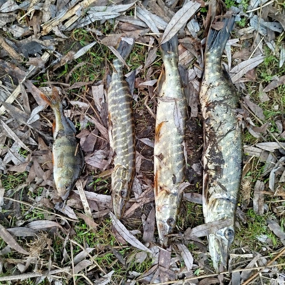 Кубані