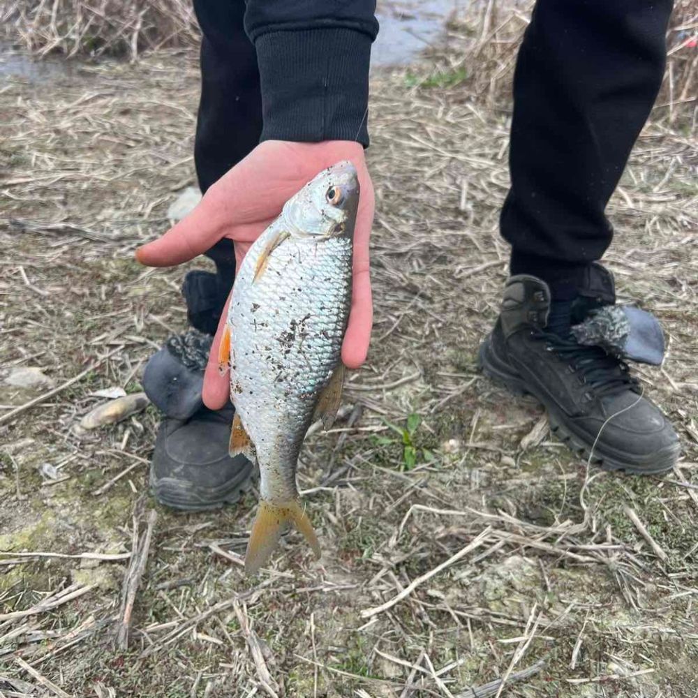 Дністер