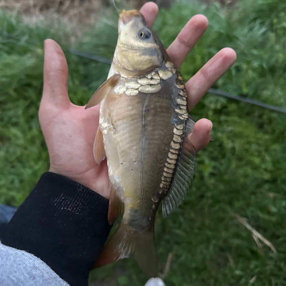🎣