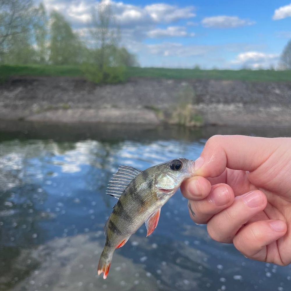 Грушівське водосховище