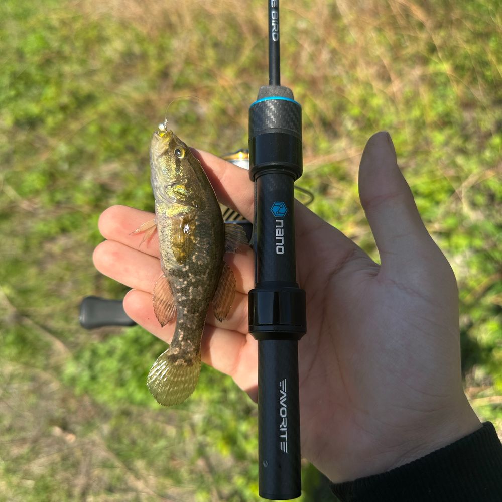 Зловив на силіконову кукурудзу 30 штук (всі випустив)🎣
