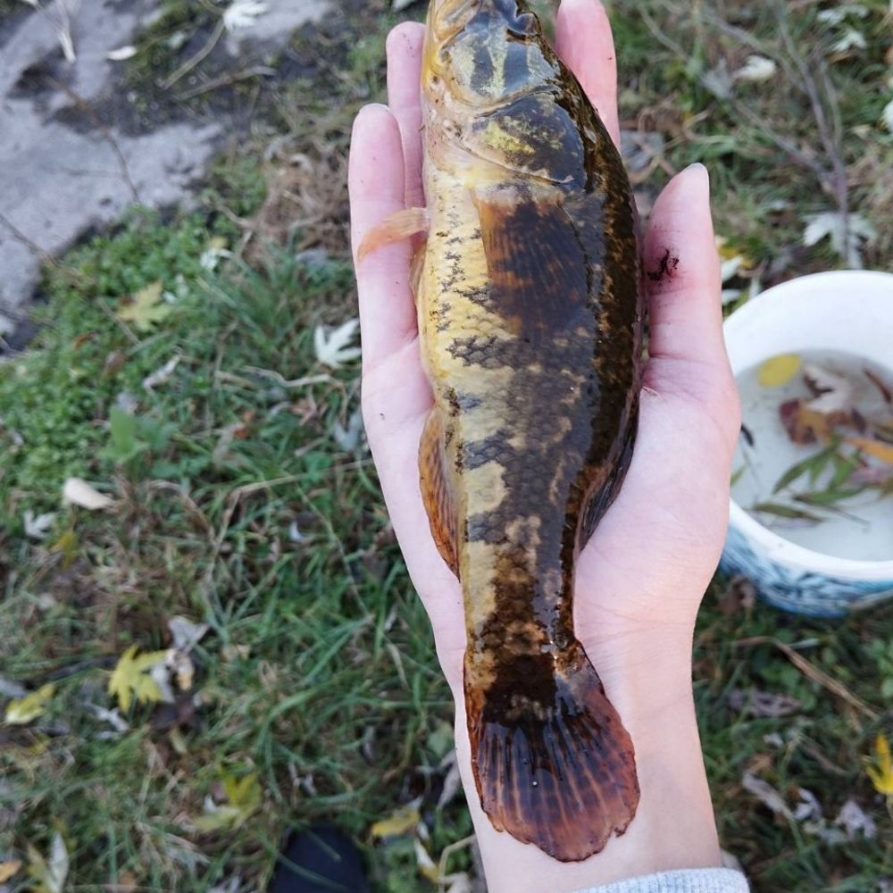 озерце