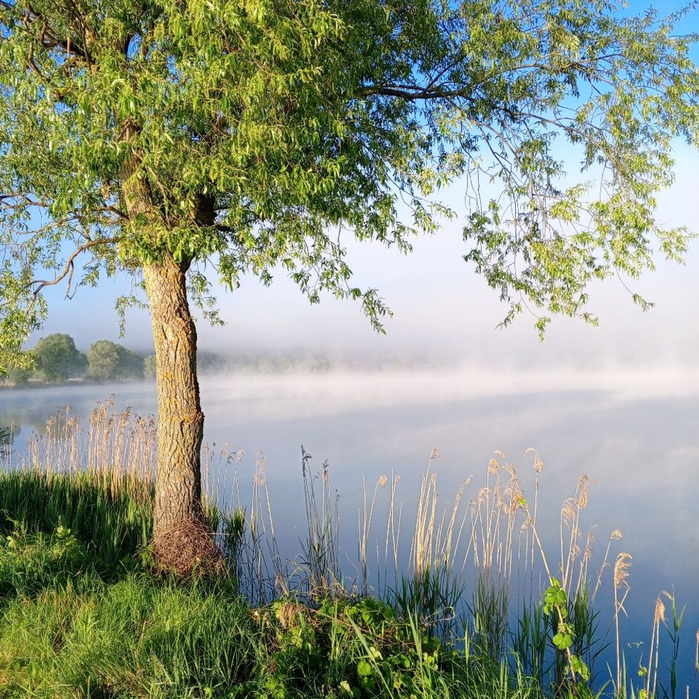 забіря, платнік нічого 