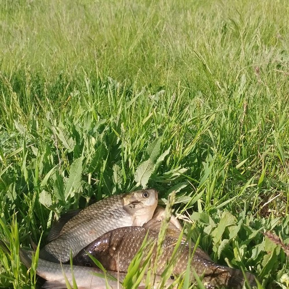 р. Інгулець