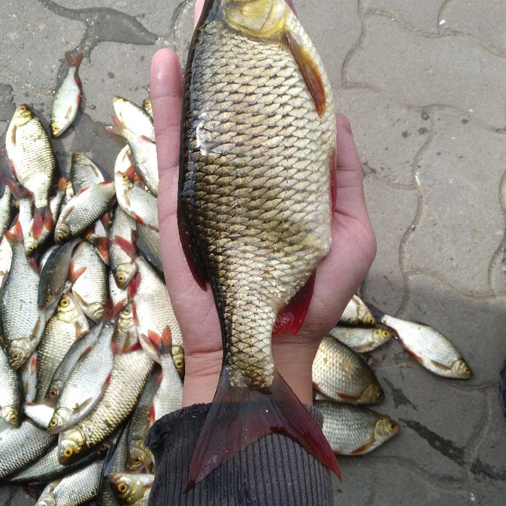 Чаруків