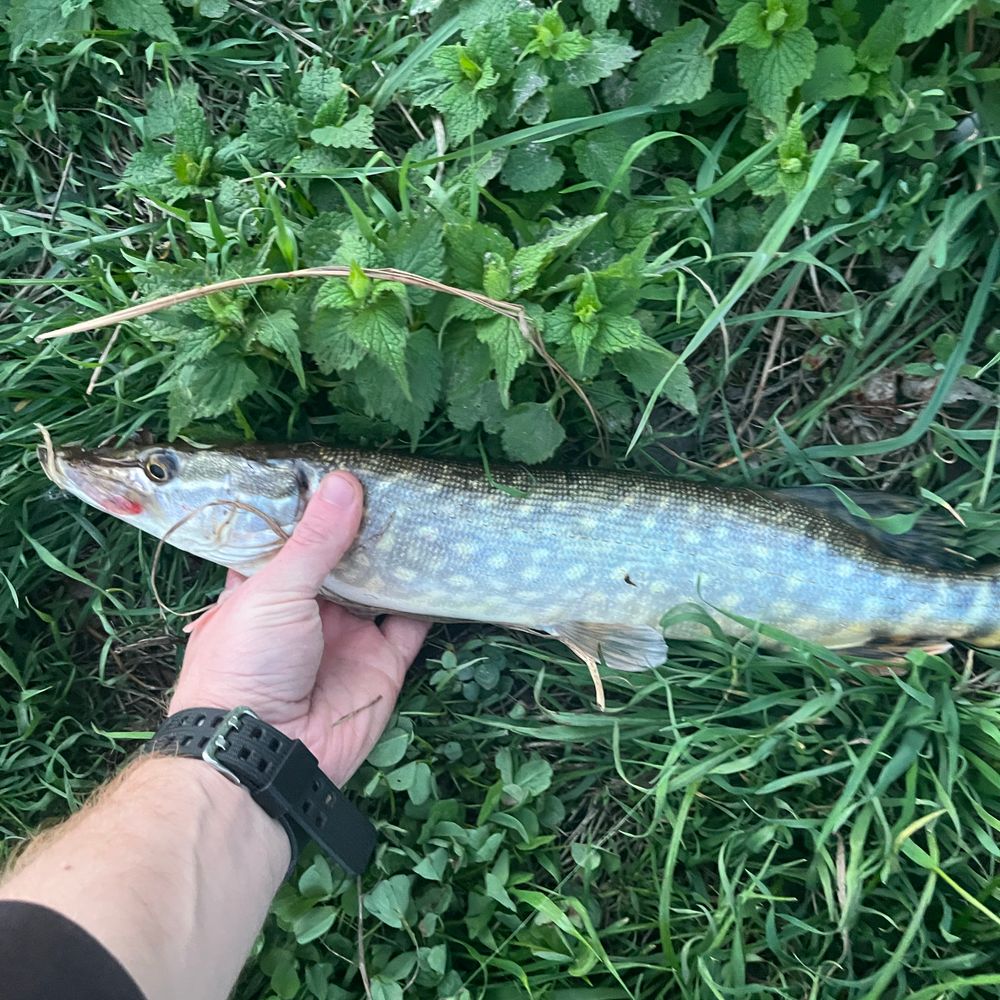 Басів Кут