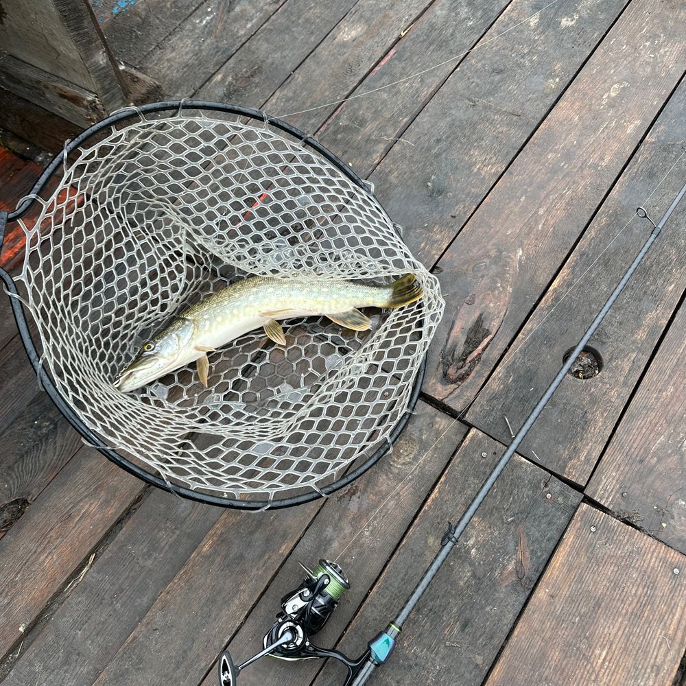 🎣