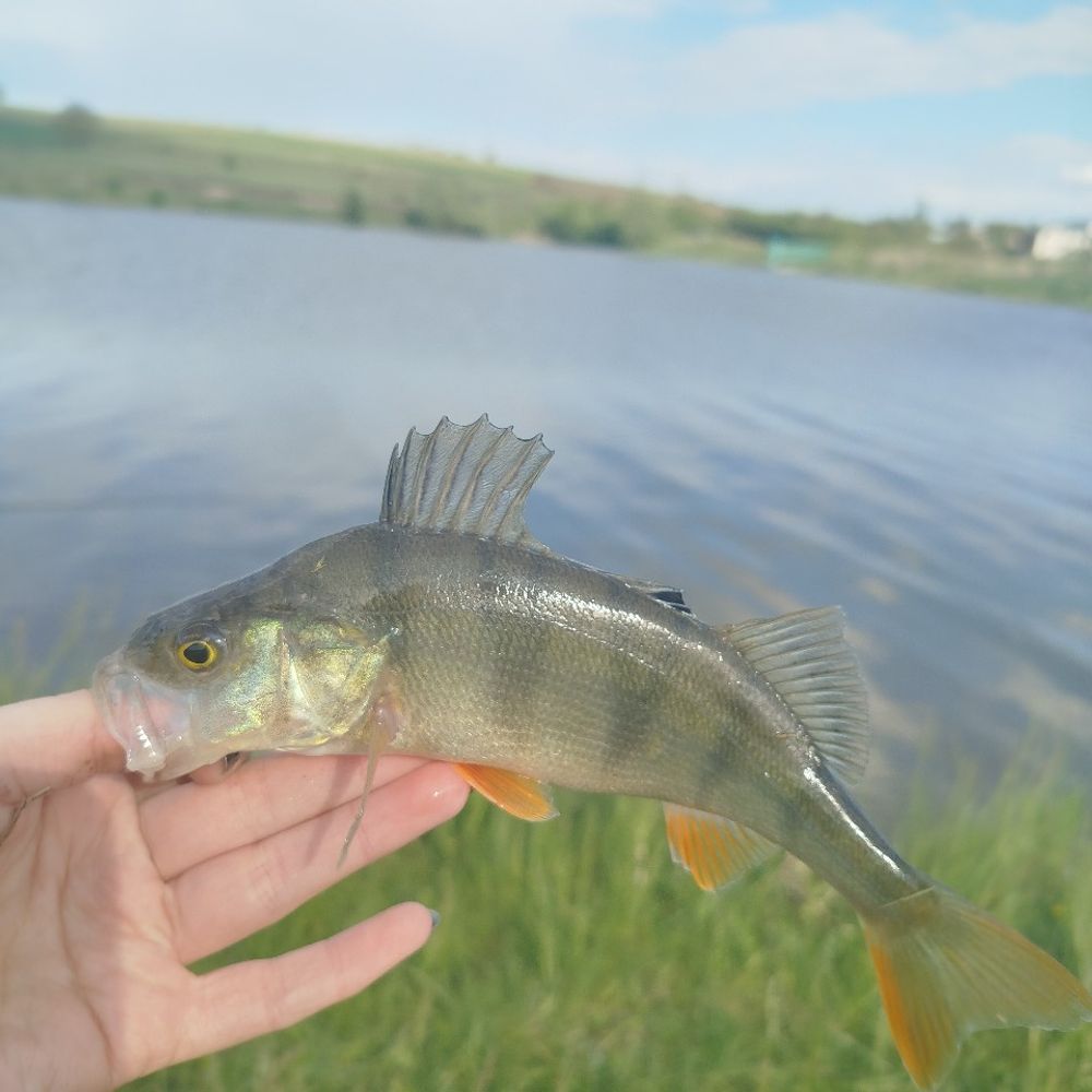Базаринецький став 