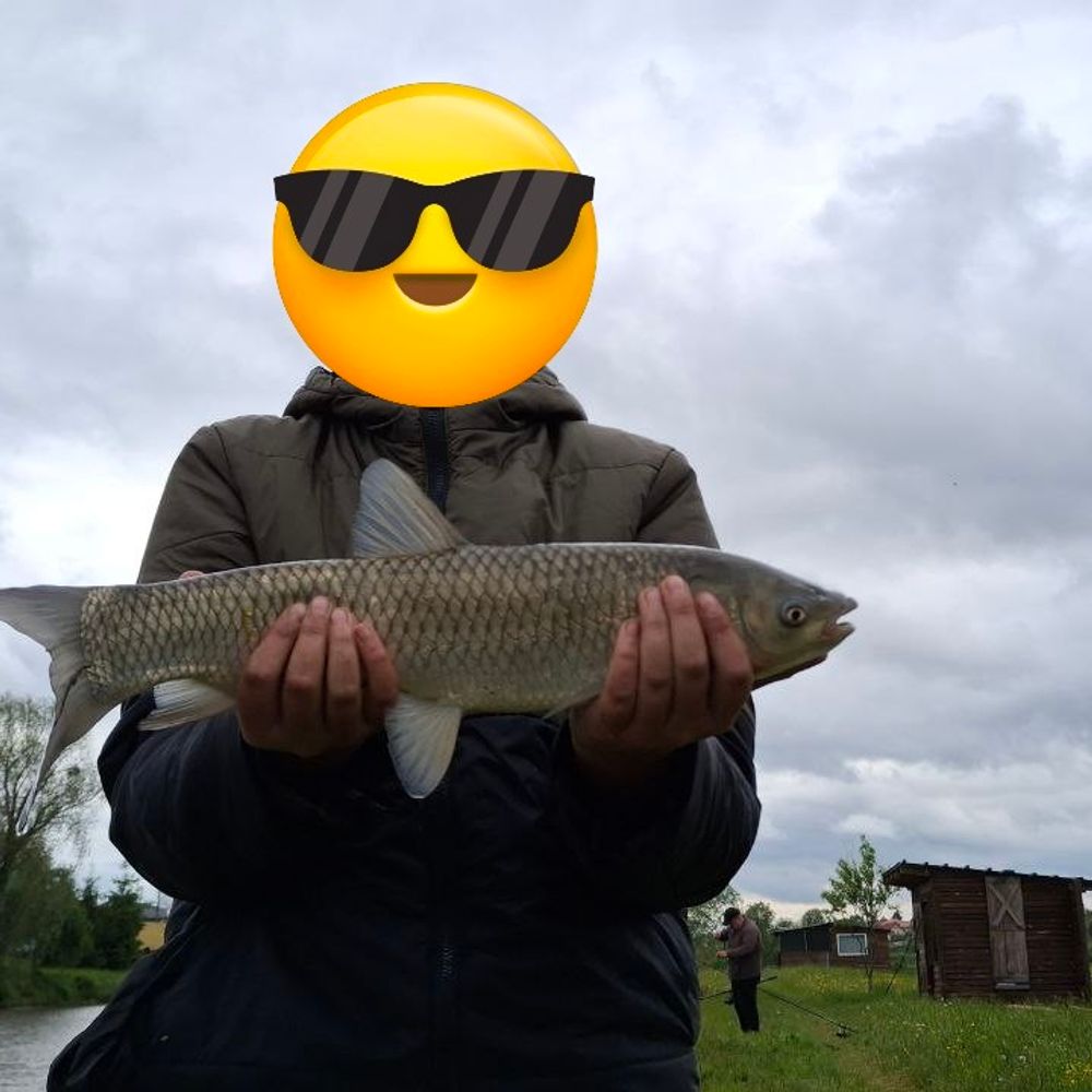 Білий амур