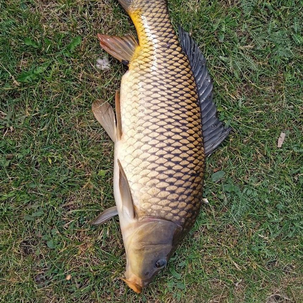 Пивний ліс