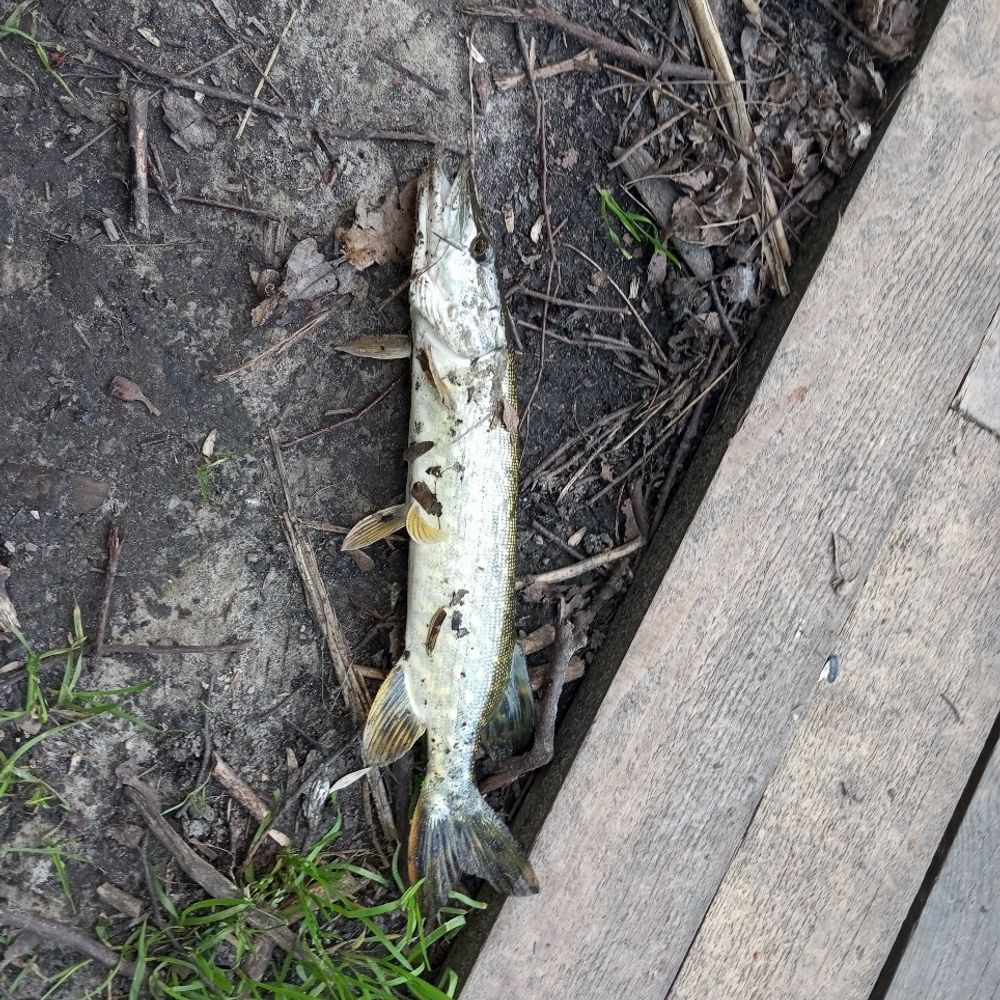 ставок
