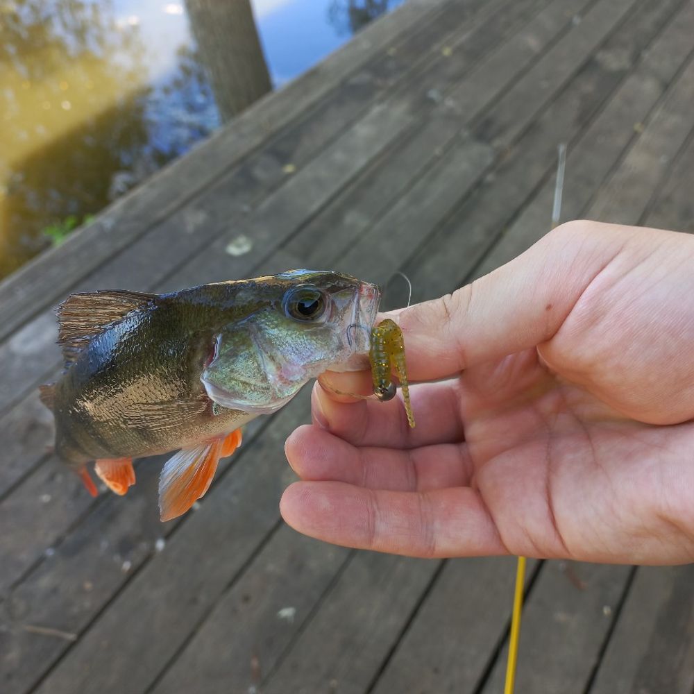 Mtfishing
