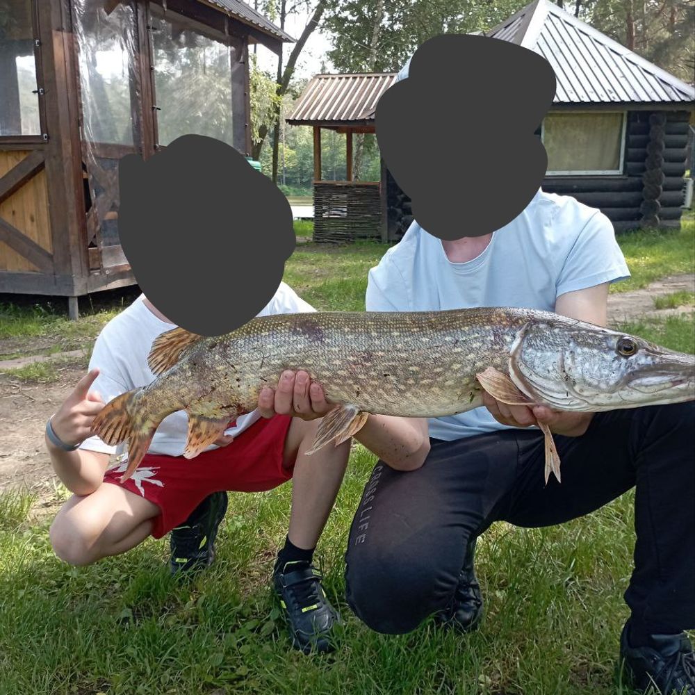 Щука