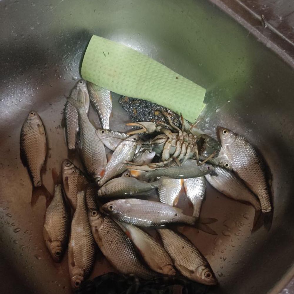 Карʼєр