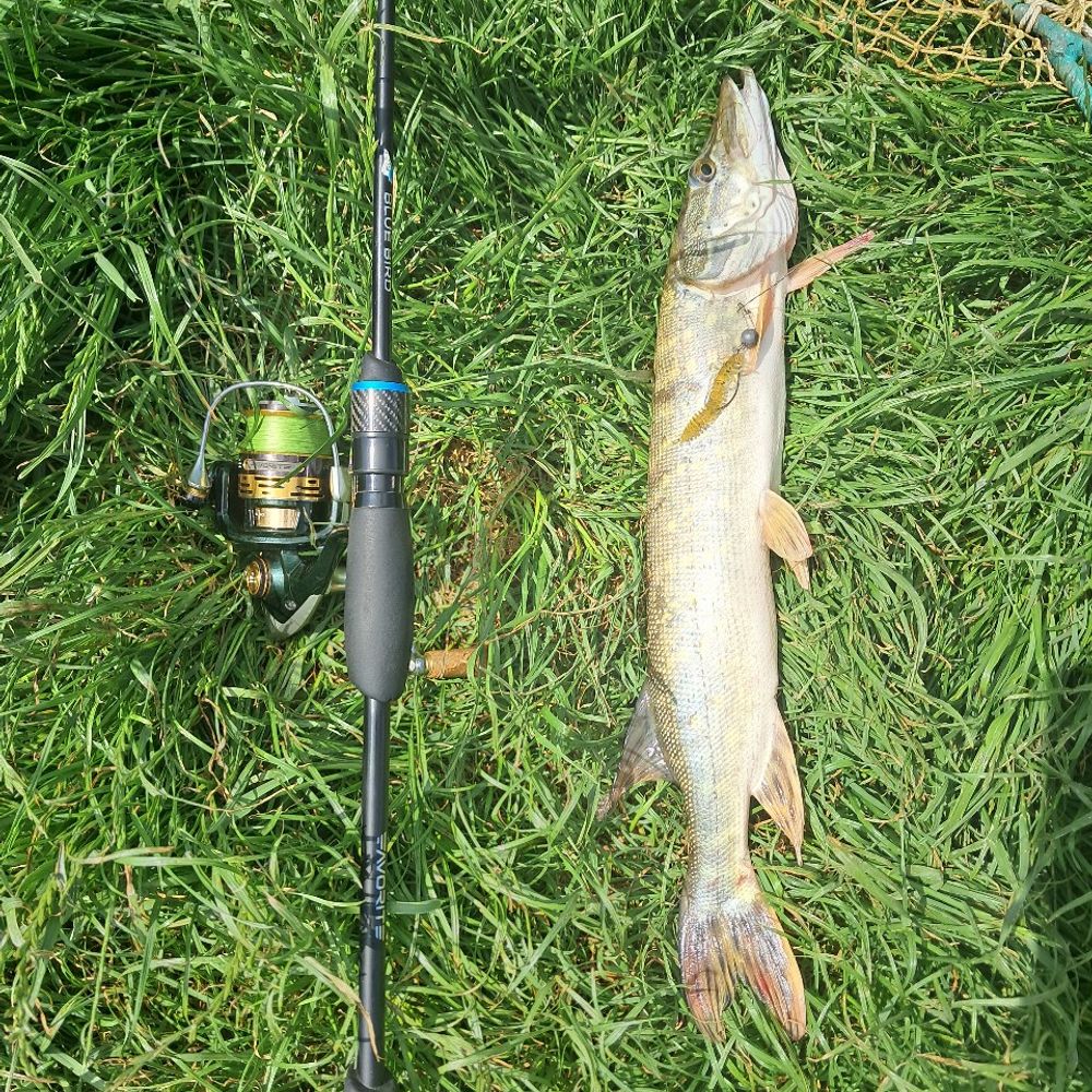Carp