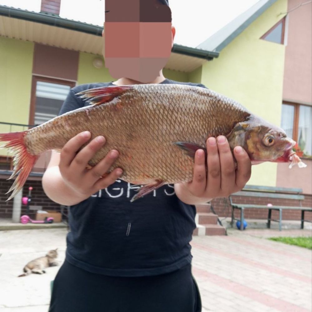 Лящ