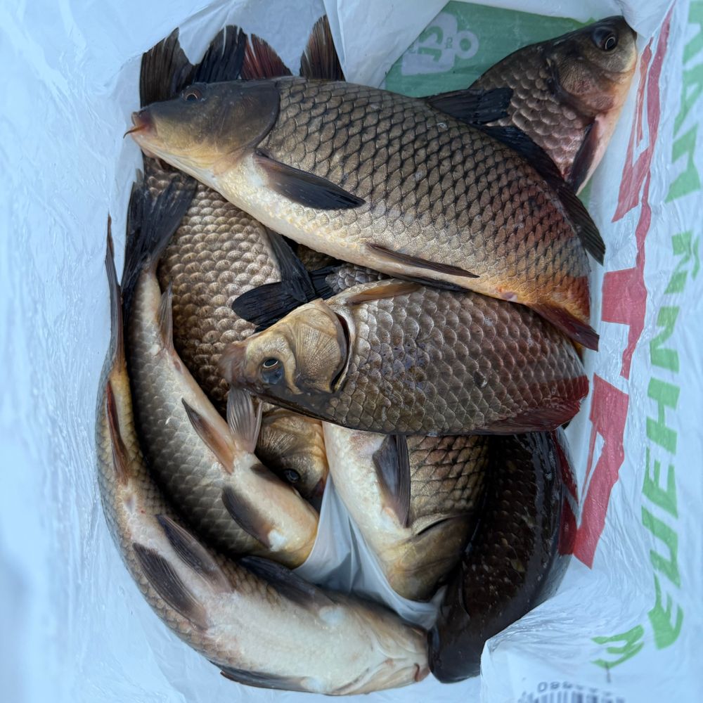 Іква 