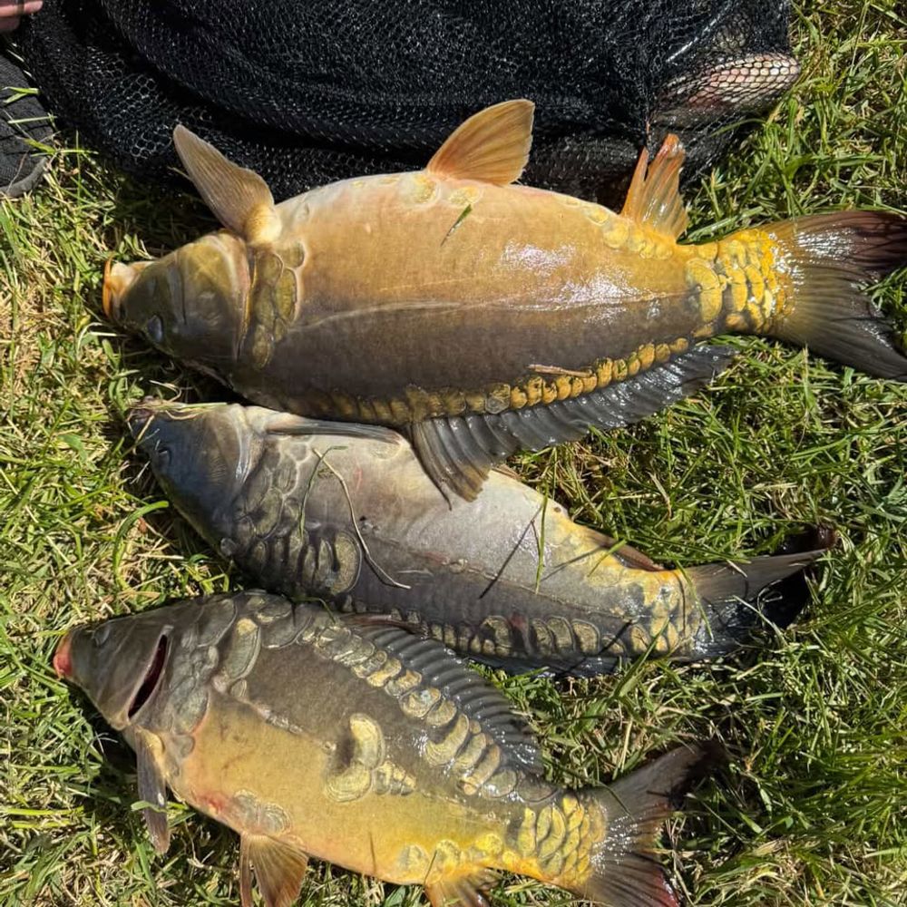 BigFish