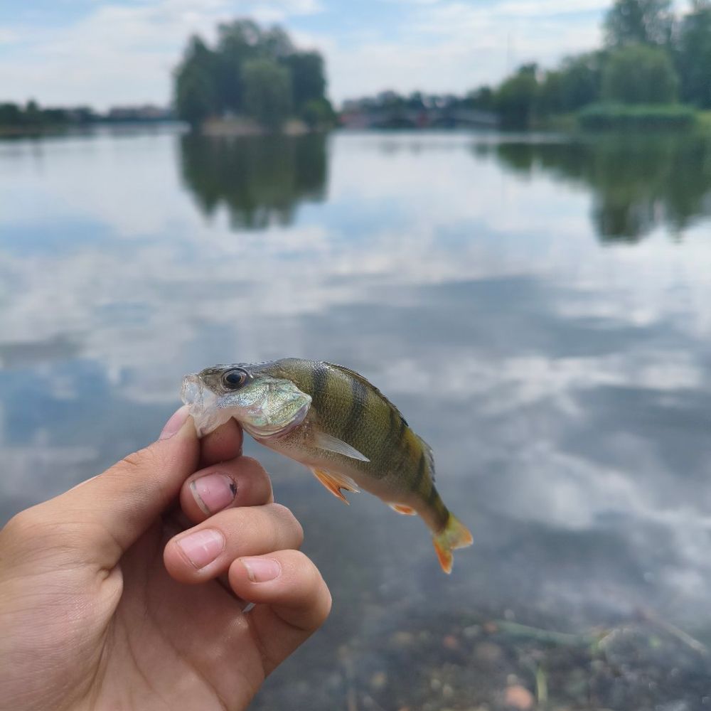 міське озеро 