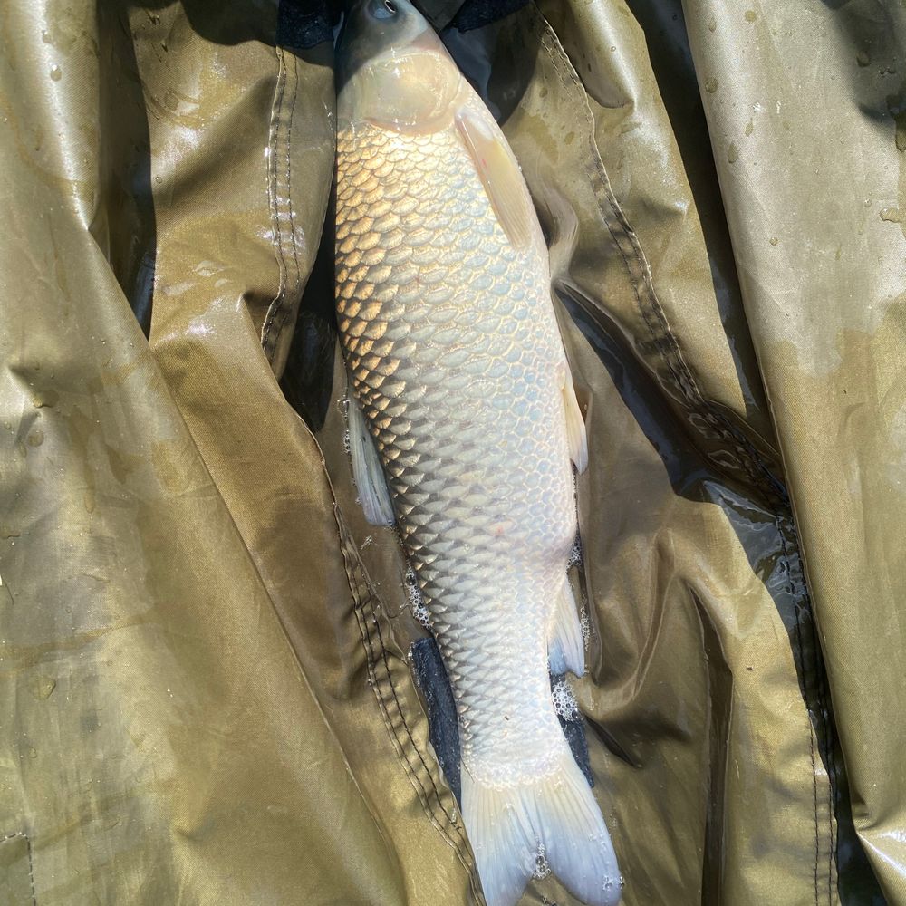 BigFish 