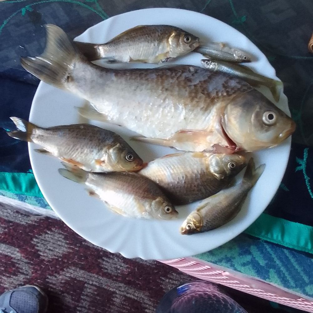 річка суха сура