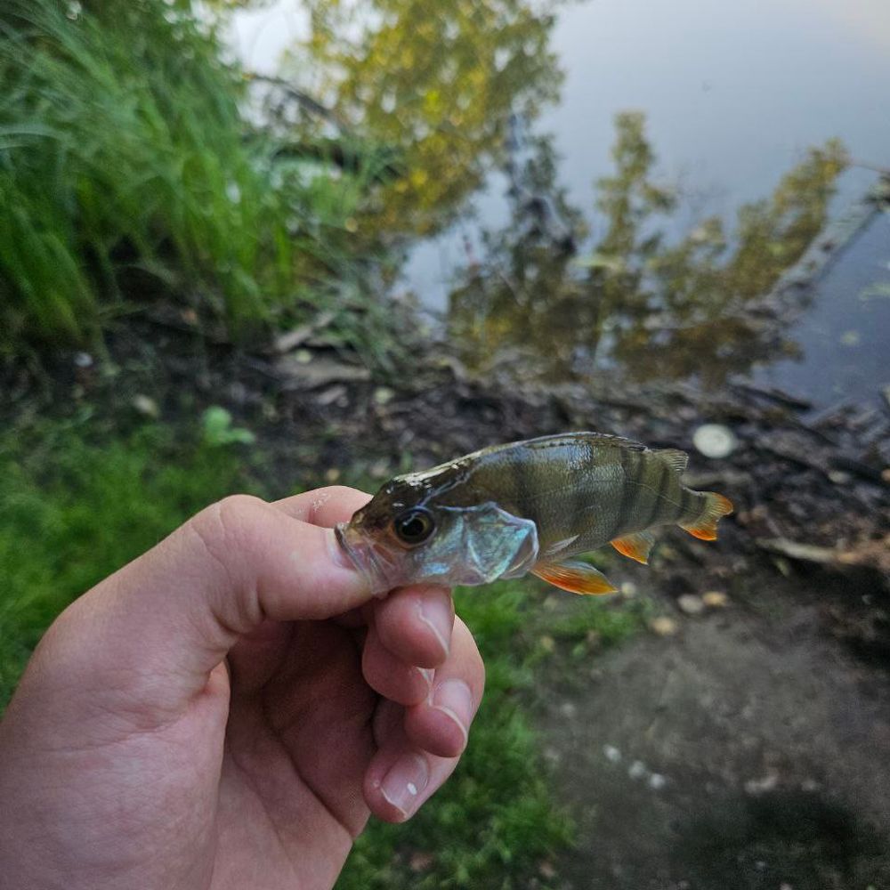 Гуральня