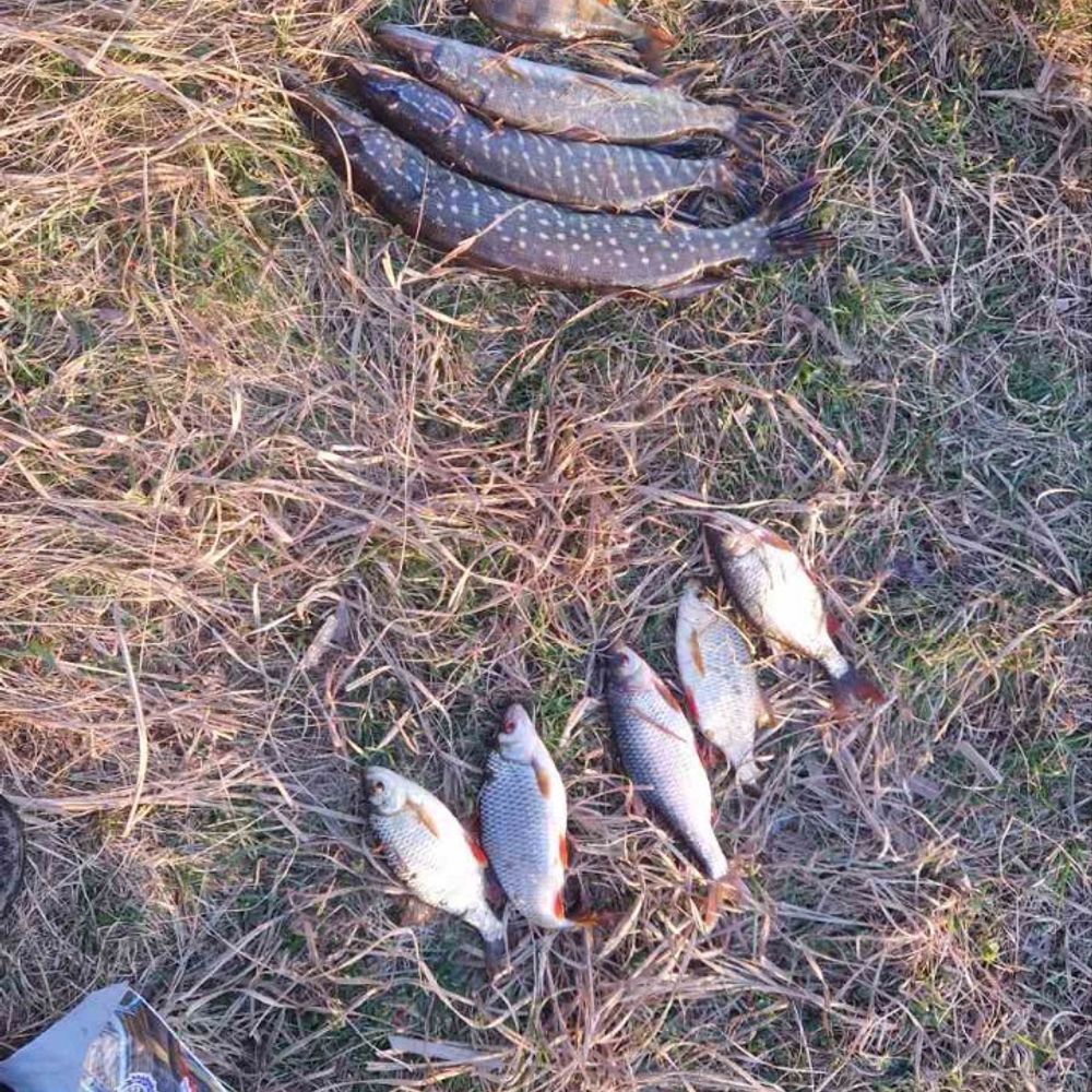  сімаковка