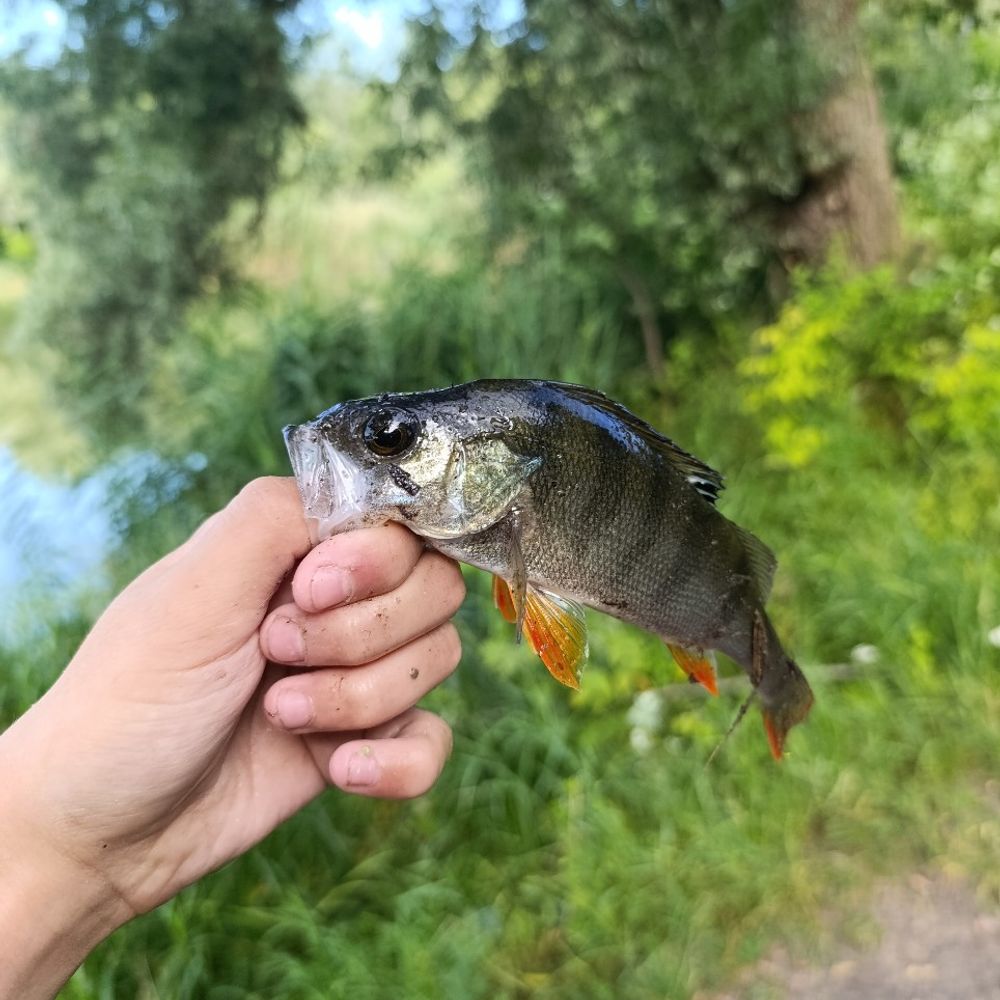 затока річки псел 