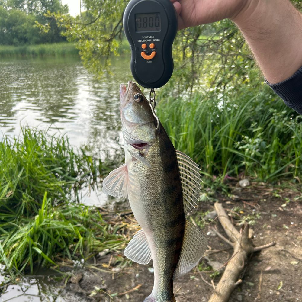 Zander