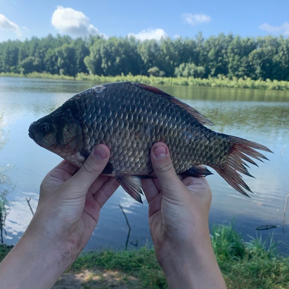 Карась