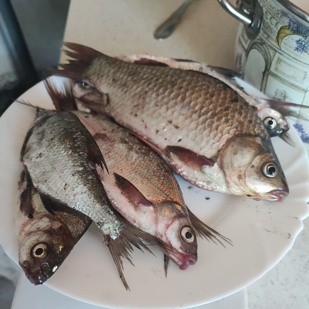 кам'янське калоша 