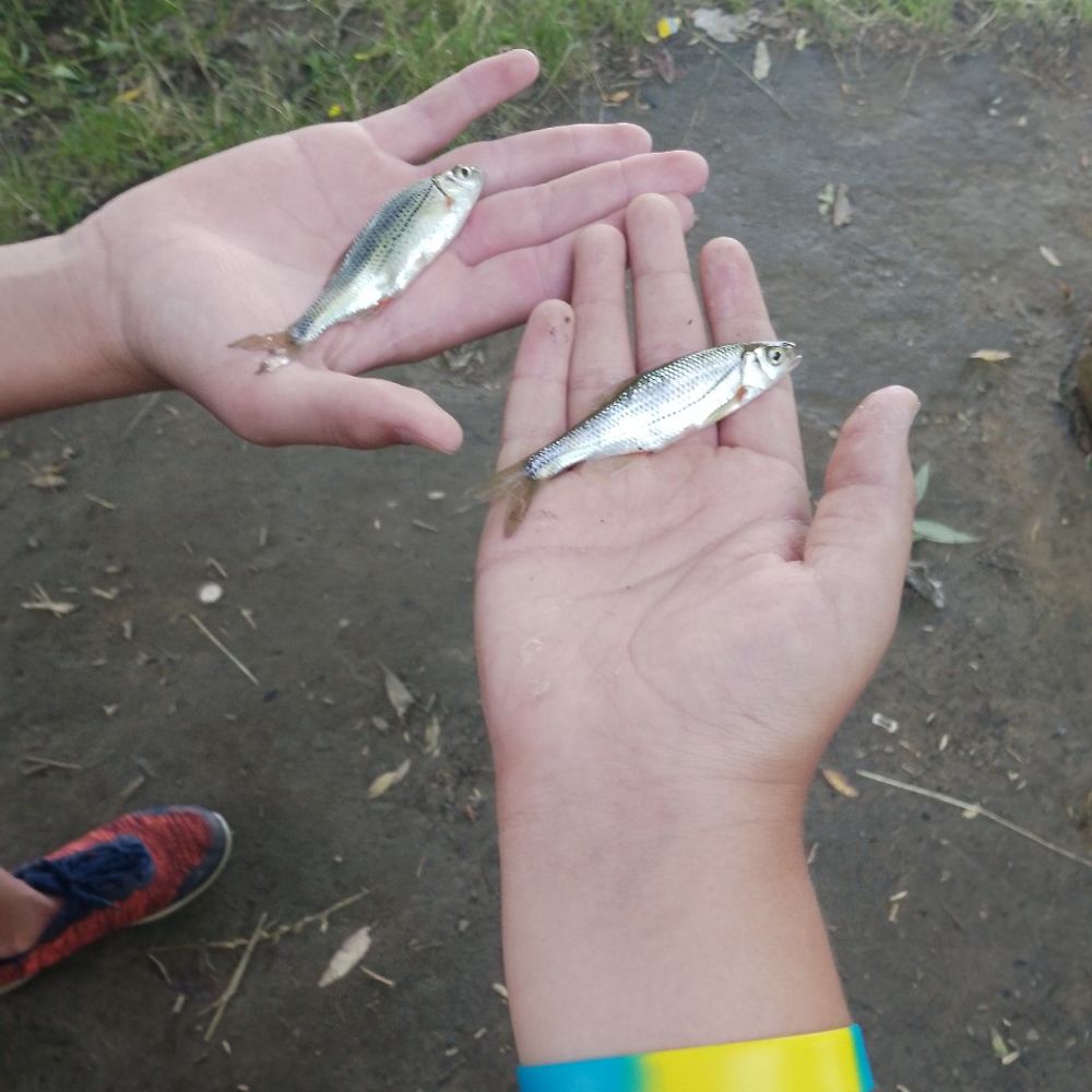 пішли з другом на рибалку було прикольно сиділи пів дня та нічого не клювало пішли на інше місце і там почалось ми там зловили багато маленьких рибок потім ми їх відпустили